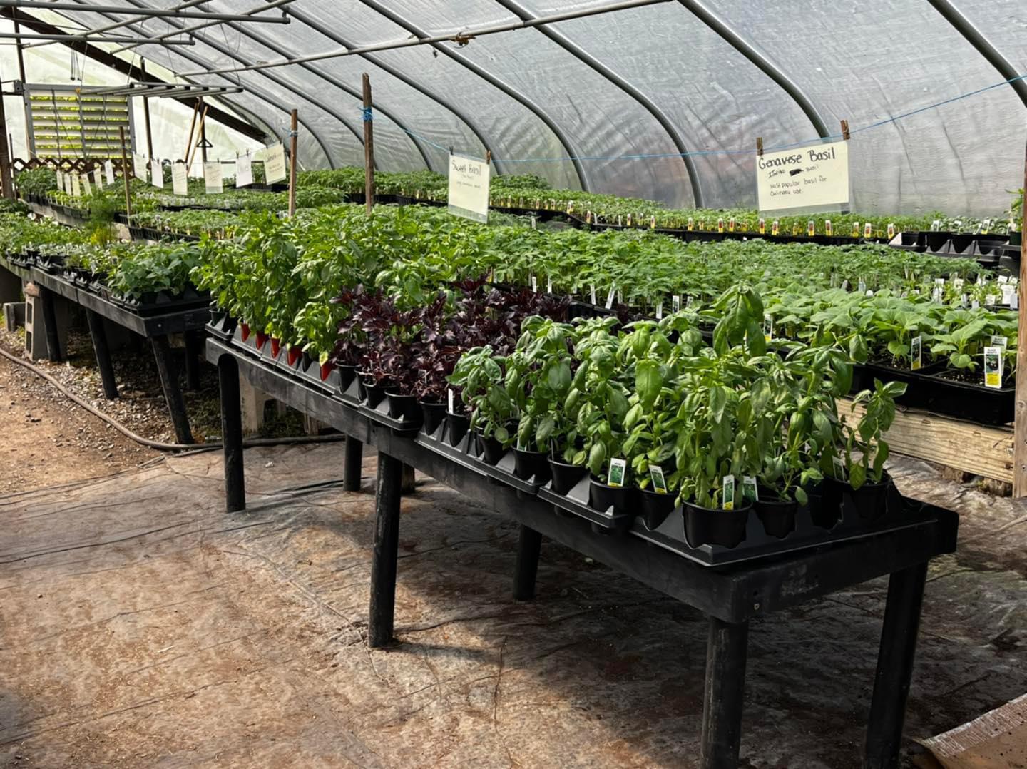 Plant The Seed LLC