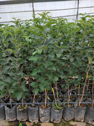 Rancho las manzanas - Thumbnail
