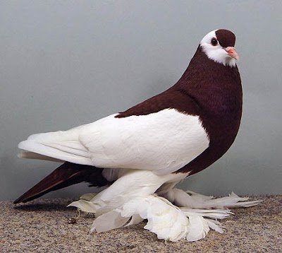 Photos of Pigeon Love
