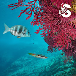 Photo n°24 de Splurà Snorkeling à Propriano (Centre de plongée)