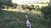 Pension canine Rinaudo à Vabres-l'Abbaye