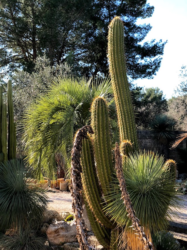 Scarascia Cactus e Succulente