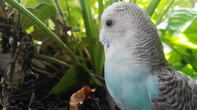 Photos of La Acuarela Botanical Garden