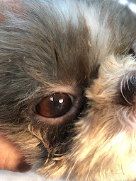 Photo n°22 de Clinique vétérinaire CVA Le Plessis-Robinson à Le Plessis-Robinson (Vétérinaire)