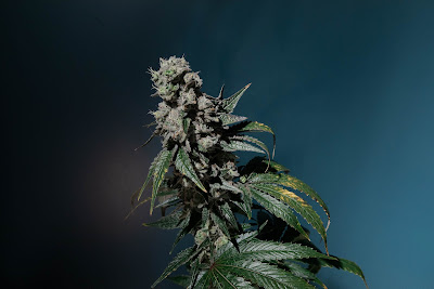 Photo of Skymint Ann Arbor Washtenaw Marijuana & Cannabis Retailer