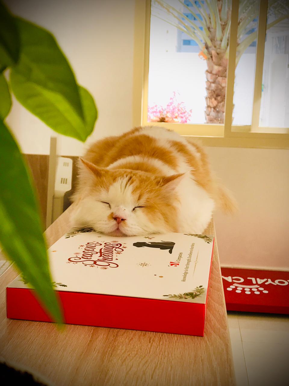 عيادة لفلي بت البيطرية - صورة 2