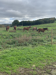 Photo n°9 de Les écuries du Mas Rouge à Senven-Léhart (Centre équestre)
