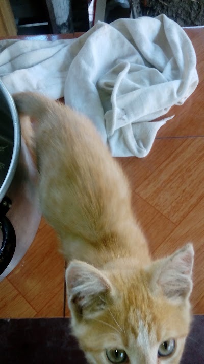 Photos of "RILU"