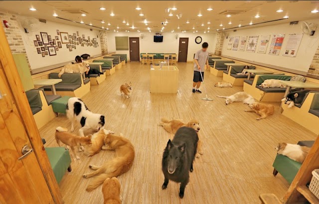 바우하우스 Bau house dog cafe