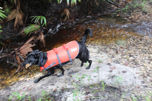 Little Big Econlockhatchee Wildlife Management Area - Kilbee Unit - Thumbnail
