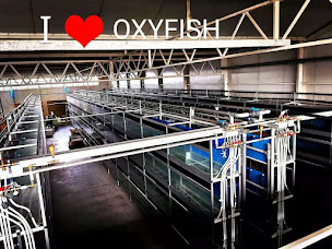 Photo n°16 de Oxyfish à Verlinghem (Magasin de poissons tropicaux)