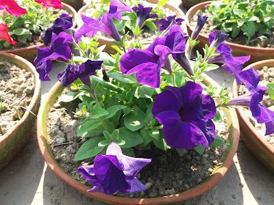 Photos of Hazera Nursery