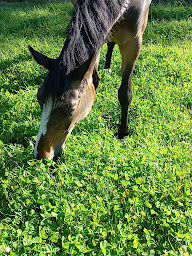 Photo n°5 de Ecurie du Champ de Gouro à Helléan (Écurie)