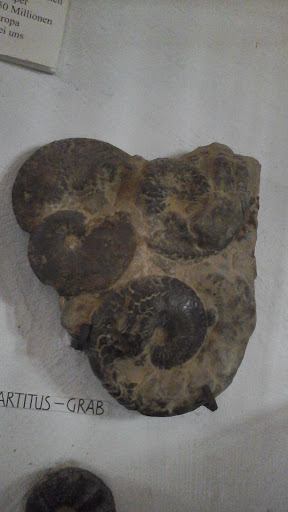 Triasmuseum an der Ochsenfurt - Thumbnail