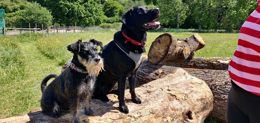 The Canine Fitness Centre (Petersfield) | Hydrotherapy & Physiotherapy for Dogs - Thumbnail