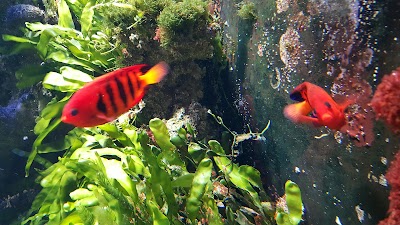 zoo