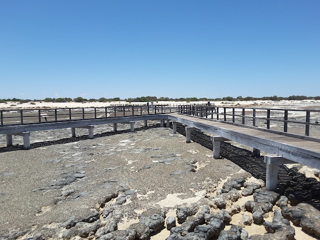 Hamelin Pool Stromatolites