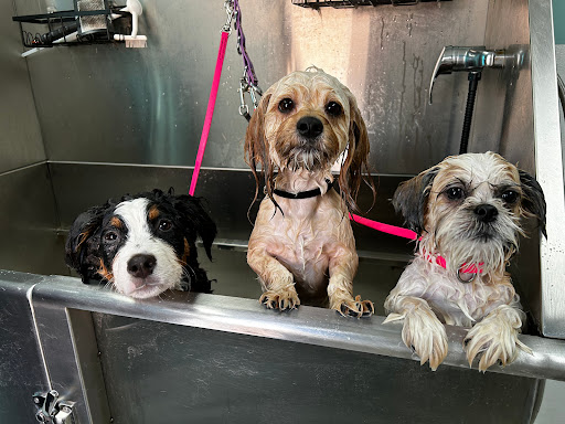 Best Friends Veterinary Hospital - Thumbnail