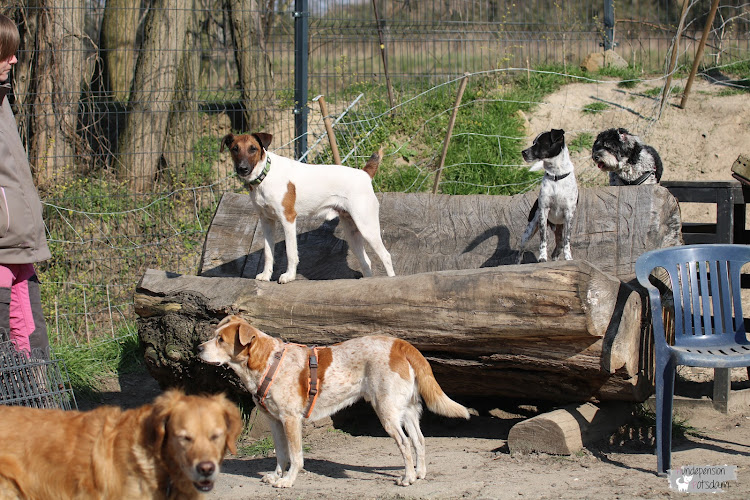 Hundepension Potsdam - Christin Werner