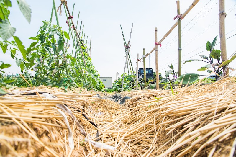 ファットリアたけぽん