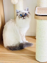 Photo n°16 de élevage of blue leaf valley à Boudreville (Éleveur)