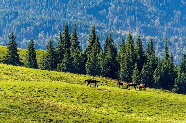 Bucovina