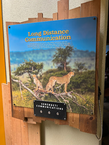 Cheetah exhibit - Thumbnail