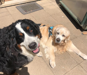 Photo n°14 de L'échappée Bêtes - Garde cocooning pour chiens et chats à Oberschaeffolsheim (Service de taxi)