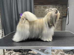 Photo n°2 de Cassandra Lagorsse à Brousse (Pension pour chiens)