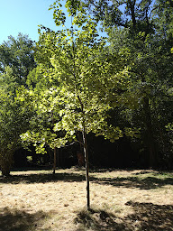 Photo n°4 de Eclaireuses et Eclaireurs de France Centre de Foucheval à Pampelonne (Terrain de camping)