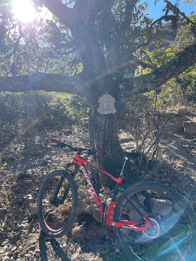 Encino de cruz - Thumbnail