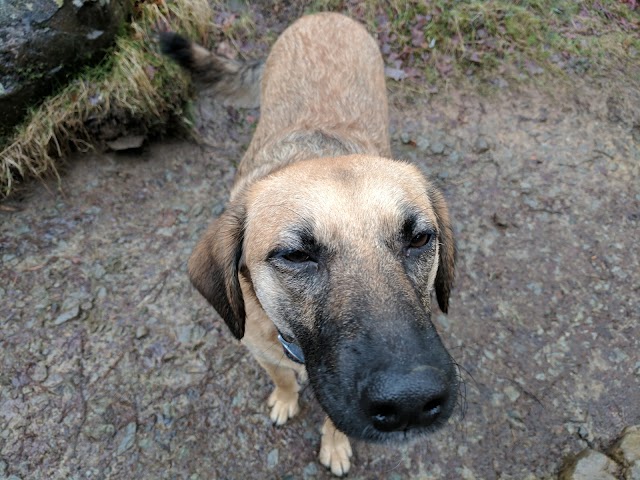 Aira Force Waterfall