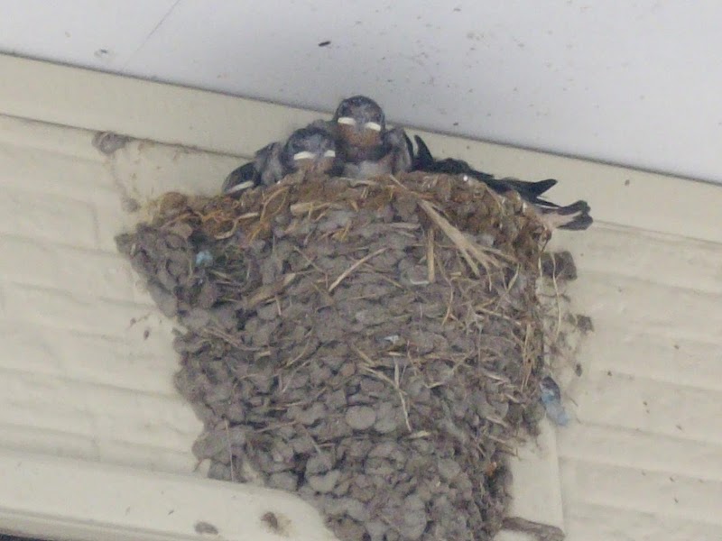 (有)ボディショップ・オギ