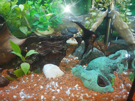 Amazonia Tropical Discos Gallery - Spain