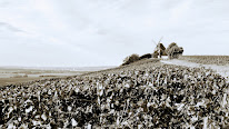 Champagne Francinet-Remy à Mailly-Champagne