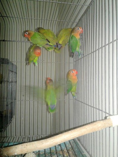 Photos of 🐦BIRDSTOCK MEDAN🐦