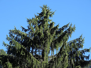 Photo n°19 de Arboretum de Villard sur doron à Villard-sur-Doron (Parc)