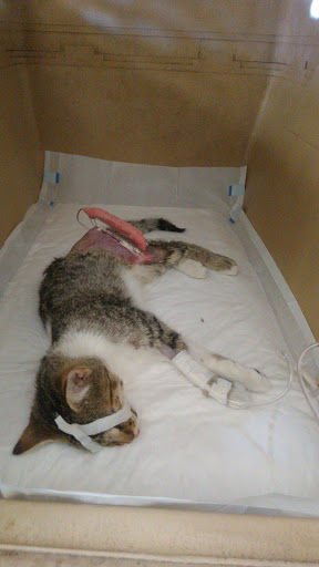 Hospital Veterinaria El rayo - Thumbnail