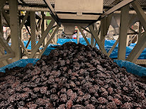 PRUNISOL à Monteton