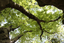 Sylvothérapie Occitanie à Tressan