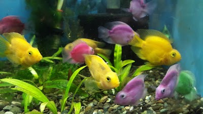 Photos of Acuario Malawi