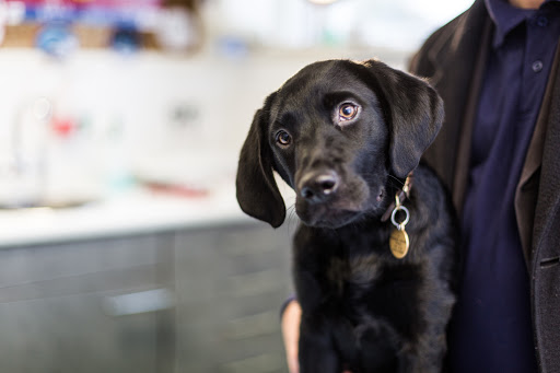 Sutterton Veterinary Hospital Logo