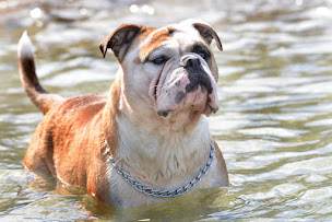 Photo n°3 de Élevage de la Landerie à Beaussais-sur-Mer (Éleveur de chiens)