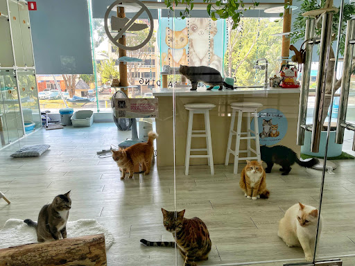 Catsville Lodge - Cat Hotel & Grooming