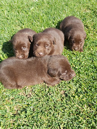 Photo n°26 de Le Domaine Du Feu Cochard à Plurien (Éleveur de chiens)