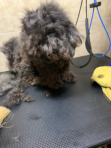 The Affordable Groomer - Thumbnail