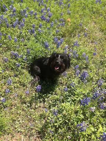 Chez J Rustic Restful Retreat by null