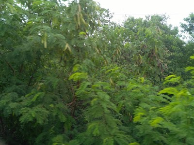 Photos of Bangabandhu Jamuna Eco Park