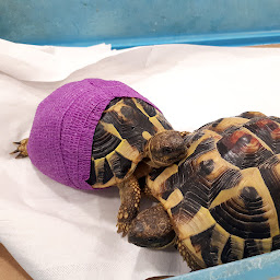 Photo n°10 de Neovet Clinique Vétérinaire La Croix Bleue à Perpignan (Clinique vétérinaire)