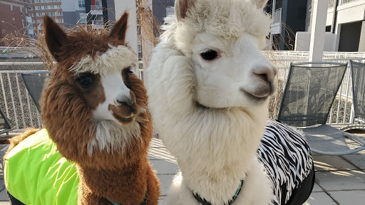 My Pet Alpaca